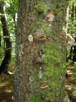 Kreuzberg Baum Rhoen 023