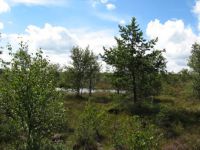 Moorlandschaft Bild 028